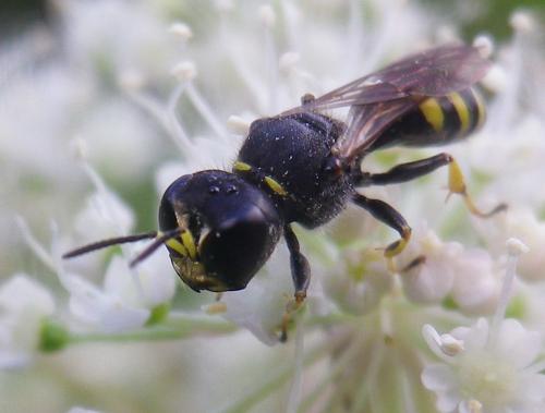 Réf. 191 077 : Ectemnius lapidarius